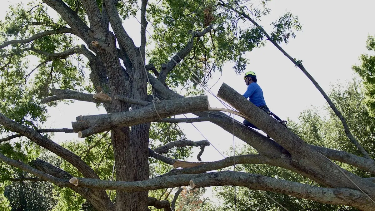 Professional Crown Thinning performed by certified arborists in Roseland