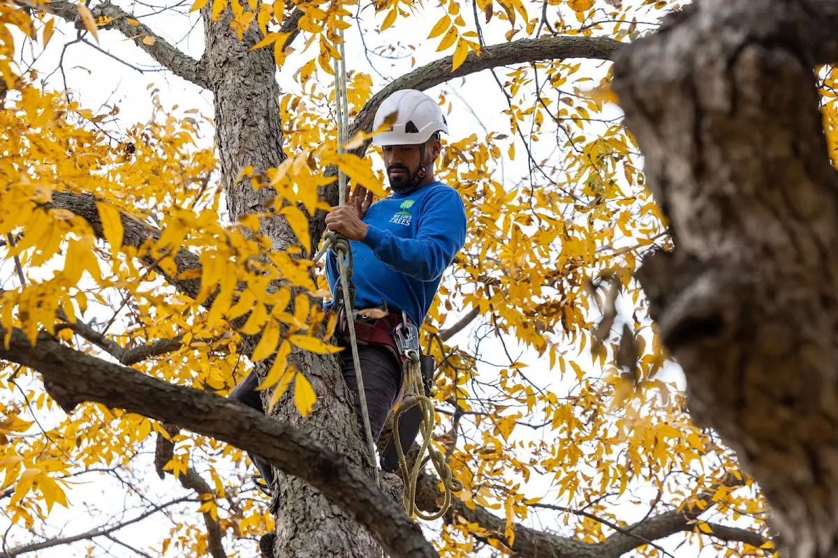 Skilled Tree Pruning crew working in Roseland